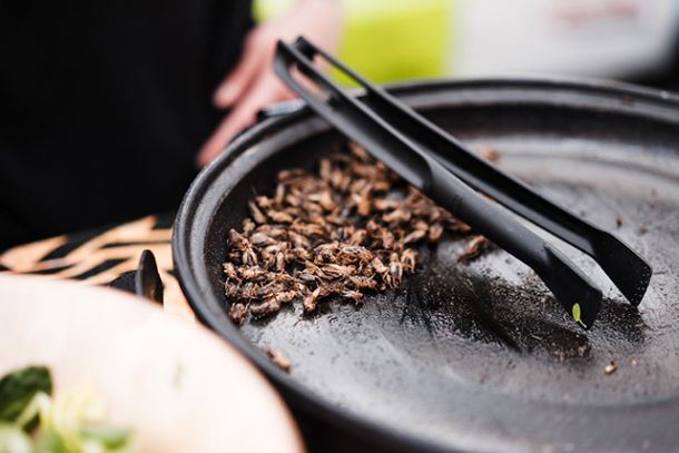 images/bulletin/7573/hele-insecten-vallen-niet-onder-oude-novel-food-wetgeving.jpg