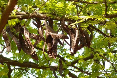 images/bulletin/6021/vruchten-carob-jam.jpg